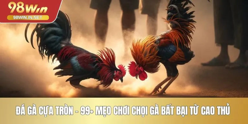 Đá Gà Cựa Tròn - 99+ Mẹo Chơi Chọi Gà Bất Bại Từ Cao Thủ