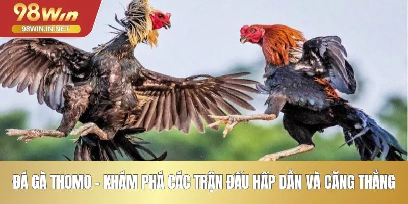 Đá gà Thomo - Khám Phá Các Trận Đấu Hấp Dẫn Và Căng Thẳng
